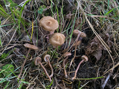 Inocybe subfulva