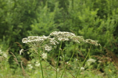 Peucedanum palustre