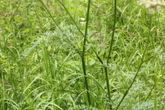 Peucedanum palustre