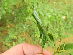 Caloptilia elongella