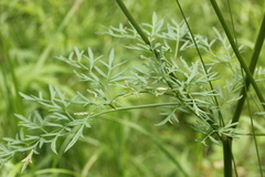 Peucedanum palustre