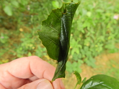 Caloptilia elongella