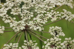 Peucedanum palustre