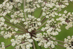 Peucedanum palustre