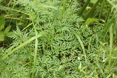 Peucedanum palustre
