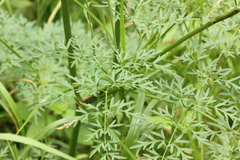 Peucedanum palustre