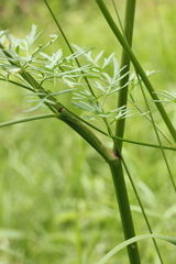 Peucedanum palustre