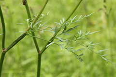 Peucedanum palustre