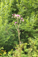 Cirsium palustre
