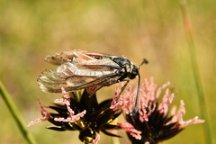 Zygaena exulans