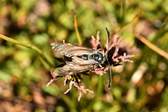 Zygaena exulans