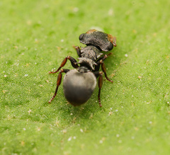 Cephalotes minutus
