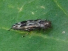 Agrilus lecontei lecontei