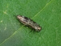 Agrilus lecontei lecontei