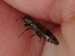 Agrilus lecontei lecontei