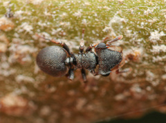 Cephalotes minutus
