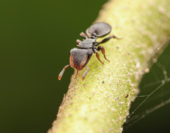 Cephalotes minutus