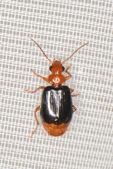 Lebia marginata