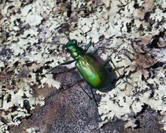 Cicindela denikei