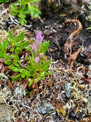 Gentianella propinqua