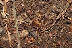 Lacinius ephippiatus