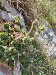 Sempervivum vicentei