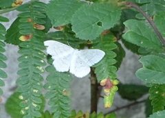 Scopula subpunctaria