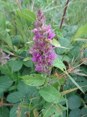 Lythrum salicaria