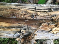 Novisuccinea strigata