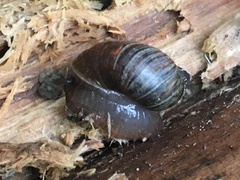 Novisuccinea strigata