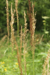 Calamagrostis