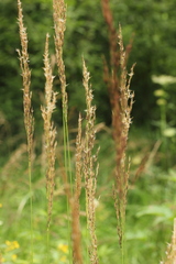 Calamagrostis