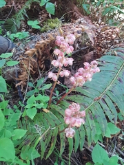 Pyrola aphylla