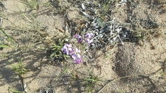 Malcolmia littorea
