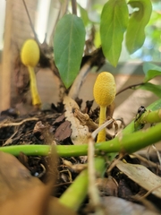 Leucocoprinus birnbaumii image