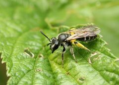 Andrena