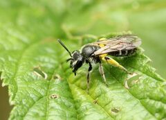 Andrena