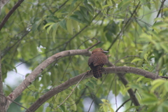 Micropternus brachyurus