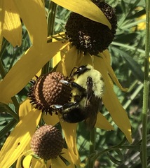 Bombus griseocollis