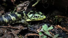 Abronia taeniata