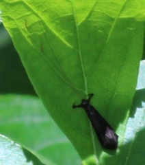 Mystacides sepulchralis