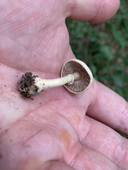 Agaricus diminutivus