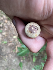 Agaricus diminutivus