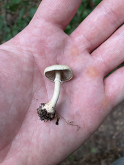 Agaricus diminutivus