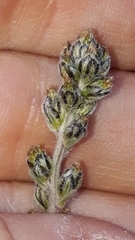 Artemisia genipi
