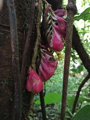 Drymonia coccinea