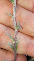Artemisia genipi
