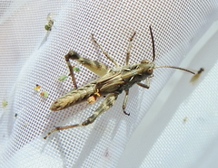 Dociostaurus brevicollis