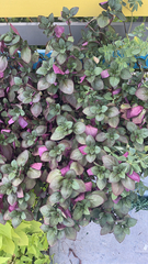 Iresine diffusa herbstii