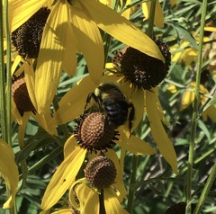 Bombus griseocollis